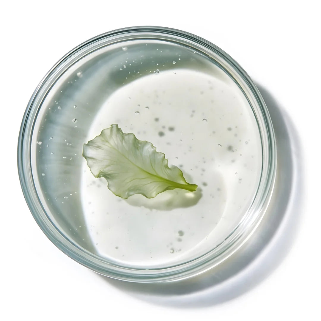 Algae extract in a translucent liquid with fine bubbles in a glass petri dish for Yelf Aging Bye Bye Collagen Night Cream