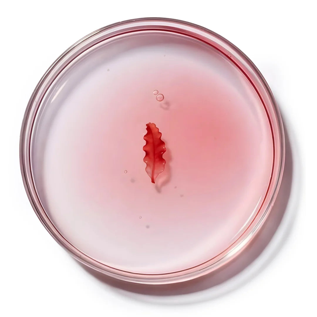 Yelf Spot Off Anti-Redness Cream texture with red algae extract in a soft pink gel inside a glass petri dish, top view on a clean white background.