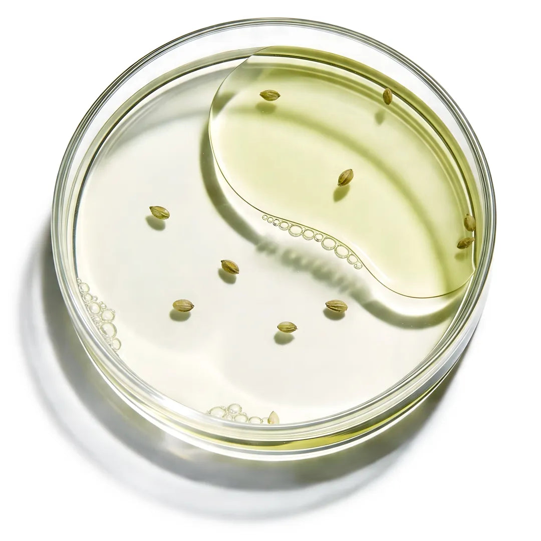 Yelf Viva el Boost Cannabidiol Oil with small hemp seeds scattered in a thin, lightly tinted oil inside a glass petri dish with delicate air bubbles on a clean white background